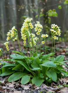 True oxlip (Primula elatior)