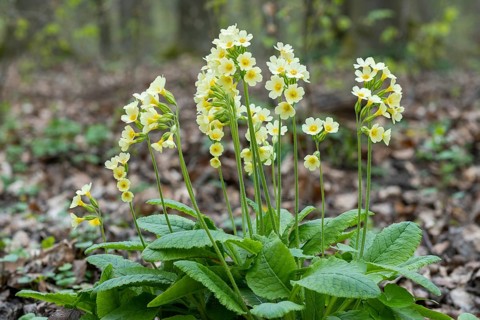 True oxlip (Primula elatior)