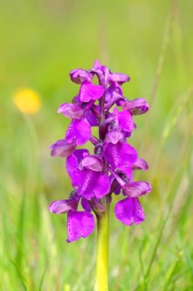 Green-winged orchid (Orchis morio)