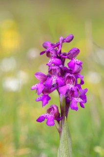 Green-winged orchid (Orchis morio)