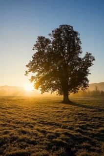 Tree with landscape