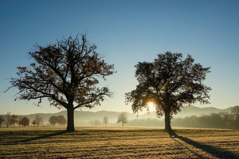 Trees with landscape