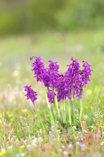 A group of Small Orchid (Anacamptis morio) blooms in a meadow