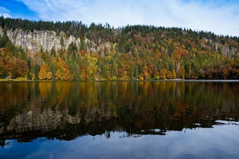 Autumn forest with reflection
