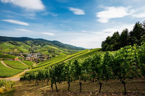 Vineyards near Durbach