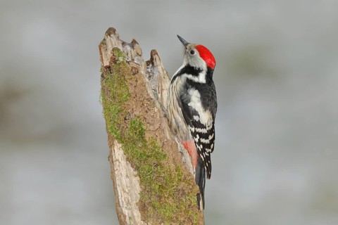 Middle spotted woodpecker (Dendrocopos medius)