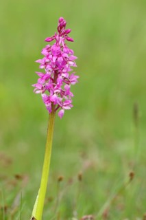 Man's orchid (Orchis mascula)