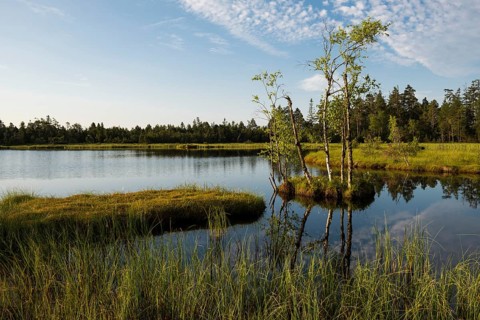 Wildseemoor