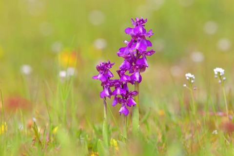 Green-winged orchid (Anacamptis morio) blooms in a meadow
