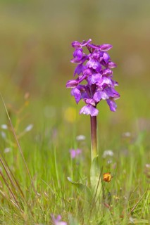 Green-winged orchid (Anacamptis morio) blooms in a meadow
