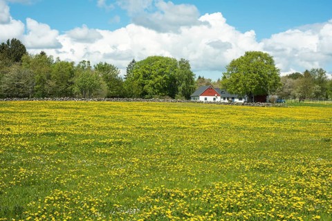 Pasture meadow with dandelion (Taraxacum officinale) flowers in springtime at Kivik