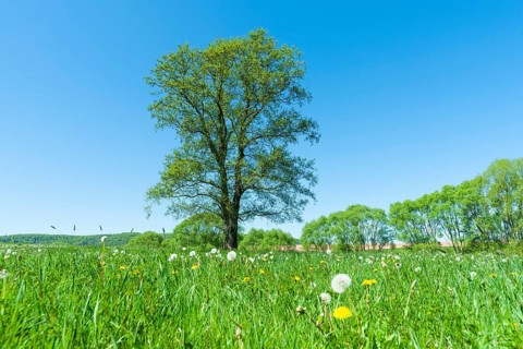 Black alder (Alnus glutinosa)