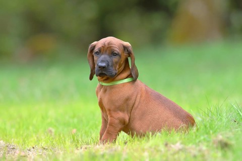 Hannoverscher Schweisshund (Canis lupus familiaris)