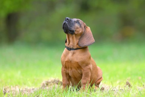 Hannoverscher Schweisshund (Canis lupus familiaris)