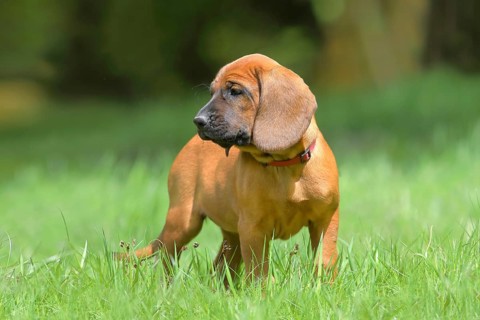 Hannoverscher Schweisshund (Canis lupus familiaris)