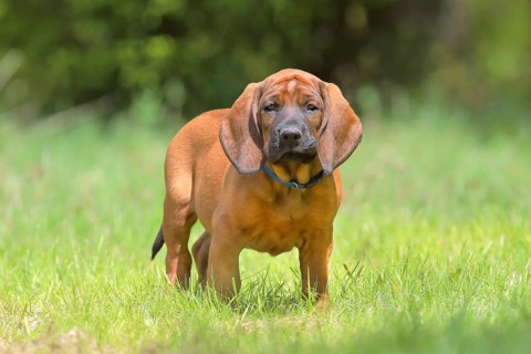 Hannoverscher Schweisshund (Canis lupus familiaris)