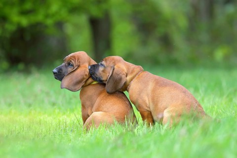 Hannoverscher Schweisshund (Canis lupus familiaris)
