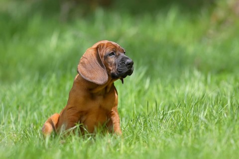 Hannoverscher Schweisshund (Canis lupus familiaris)