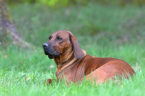 Hannoverscher Schweisshund