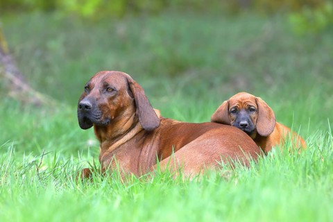 Hannoverscher Schweisshund (Canis lupus familiaris)