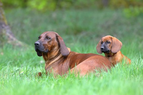 Hannoverscher Schweisshund (Canis lupus familiaris)