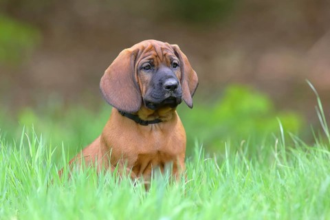 Hannoverscher Schweisshund (Canis lupus familiaris)