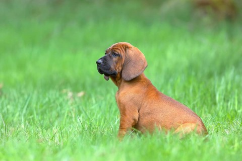 Hannoverscher Schweisshund (Canis lupus familiaris)