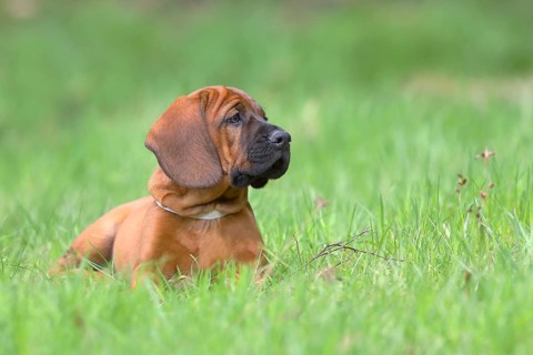 Hannoverscher Schweisshund (Canis lupus familiaris)