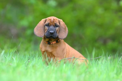 Hannoverscher Schweisshund (Canis lupus familiaris)