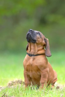 Hannoverscher Schweisshund (Canis lupus familiaris)