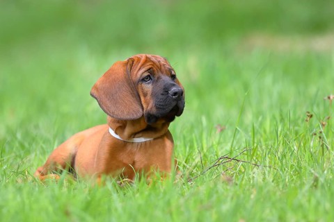 Hannoverscher Schweisshund (Canis lupus familiaris)