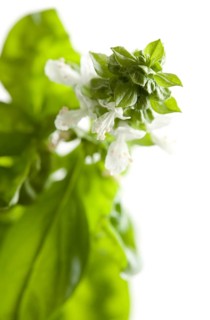 Fresh basil plant leaves and sprout
