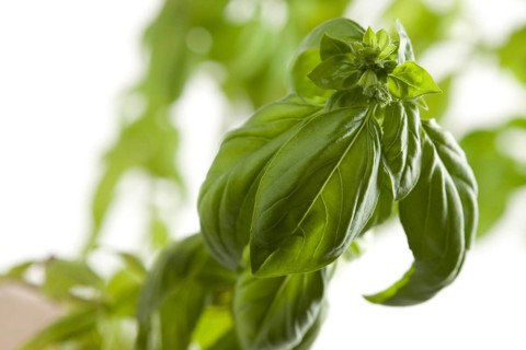 Fresh basil plant leaves and sprout