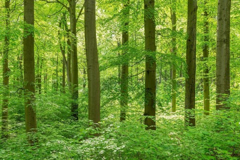 Common beeches (Fagus sylvatica) with natural regeneration in spring