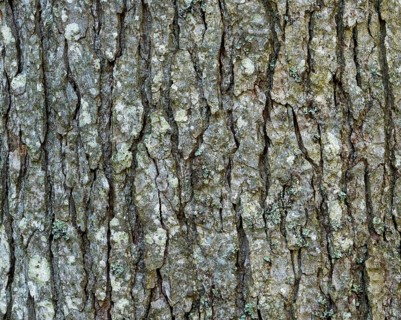 Bark of a fir (Abies alba)