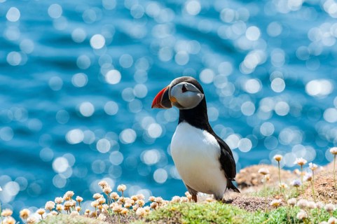 Seabird