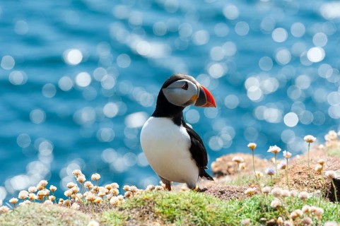Seabird