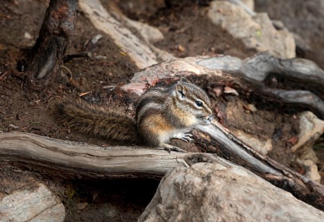Least chipmunk (Neotamias minimus) sitting on roots and eating