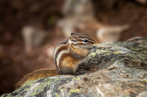 Least chipmunk (Neotamias minimus) sitting on rocks and eating
