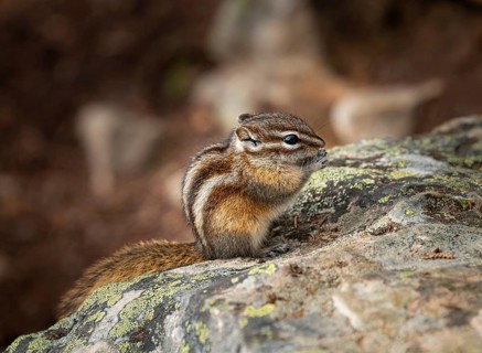 Least chipmunk (Neotamias minimus) sitting on rocks and eating