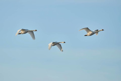 Mute swans (Cygnus olor)