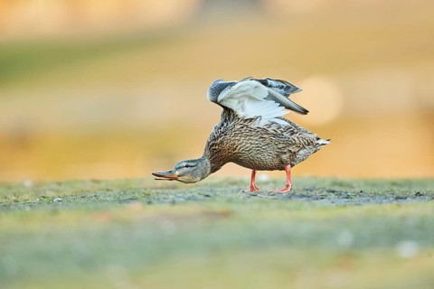 Mallard (Anas platyrhynchos) female on a meadow
