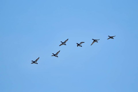 Flying Tufted ducks (Aythya fuligula)