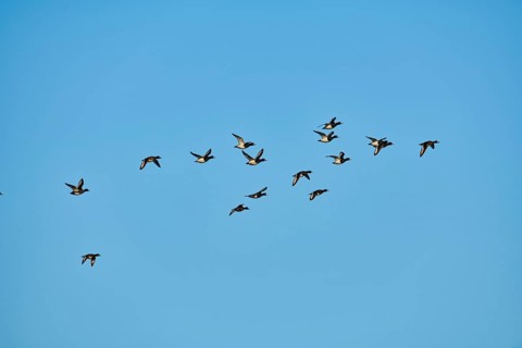 Tufted ducks (Aythya fuligula)
