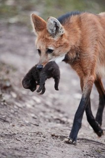 Maned wolf (Chrysocyon brachyurus) carrying a cub in mouth