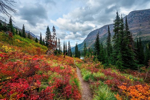 Hiking trail through bushes in autumn colors