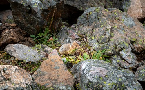 Pika (Ochotona) collecting stalks for nest building