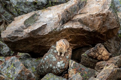 Pika (Ochotona) sitting on rocks