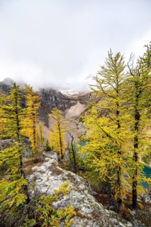 Yellow larches at the summit of The Beehive