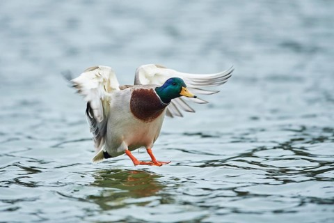 Mallard (Anas platyrhynchos) male on a lake